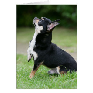 Schwarze und SahneChihuahua