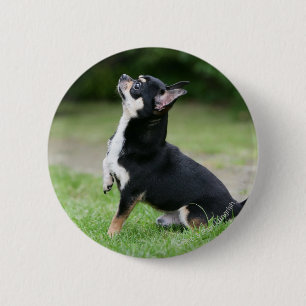 Schwarze und SahneChihuahua Button