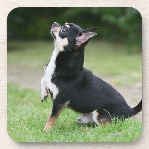 Schwarze und SahneChihuahua Getränkeuntersetzer