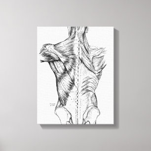 Schwarze und weiße Anatomie Art Back Muscles (1890 Leinwanddruck