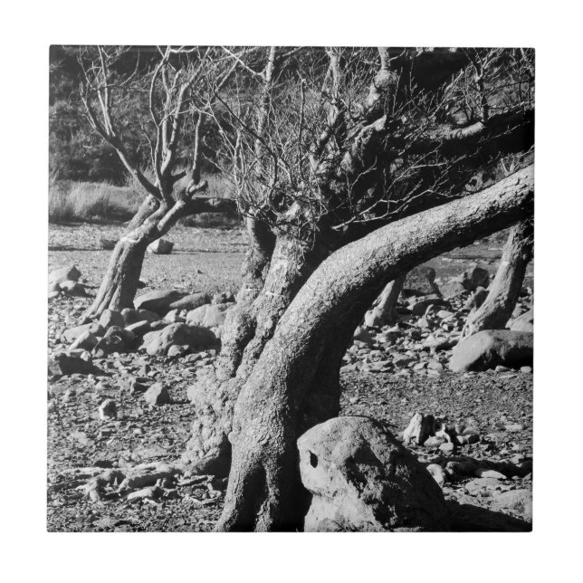 SCHWARZE UND WEISSE BÄUME FLIESE (Vorderseite)