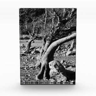 SCHWARZE UND WEISSE BÄUME FOTOBLOCK