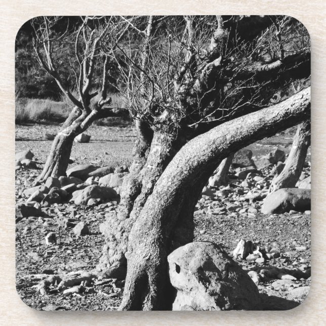 SCHWARZE UND WEISSE BÄUME GETRÄNKEUNTERSETZER (Vorderseite)