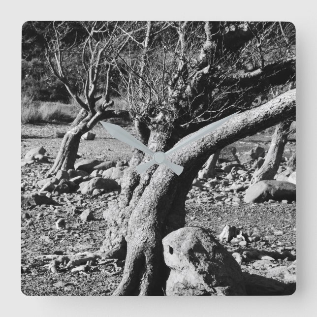 SCHWARZE UND WEISSE BÄUME QUADRATISCHE WANDUHR (Vorderseite)