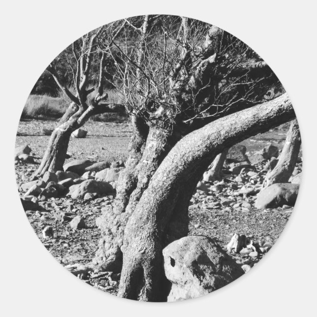 SCHWARZE UND WEISSE BÄUME RUNDER AUFKLEBER (Vorderseite)