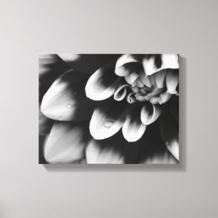 Schwarze und weiße Dahlienblüten Leinwanddruck