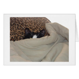 Schwarze und weiße Katze