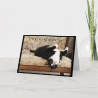 Schwarze und weiße Katze auf den Kopf