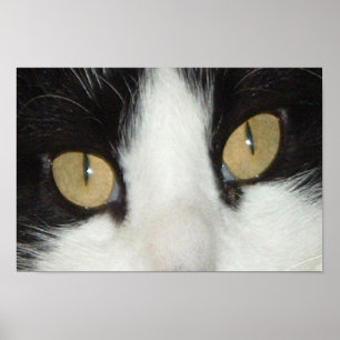Schwarze und weiße Katze Poster