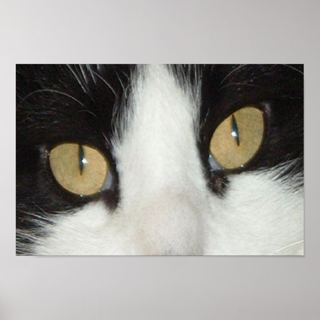Schwarze und weiße Katze Poster (Vorne)