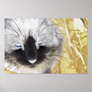 Schwarze und weiße Katze Poster