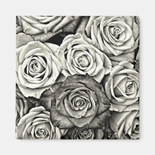 Schwarze und weiße Rosen Magnet