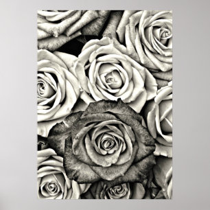 Schwarze und weiße Rosen Poster