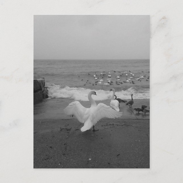 Schwarze und weiße Schwäne und Vögel am Ontariosee Postkarte (Vorderseite)