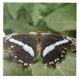 Schwarze und weiße tropische Schmetterlingsflecken Fliese