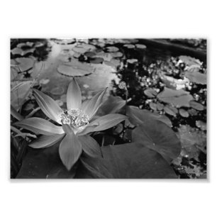 Schwarze und Weiße Wasserlilie Fotodruck