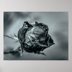 Schwarze und weiße welke Rosenknospe Poster