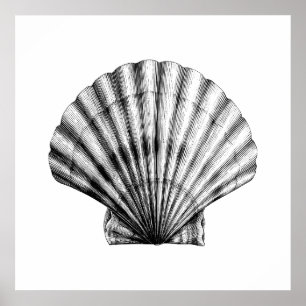 Schwarze Vintage-Meeresschnecken-Pilger-Miesmusche Poster