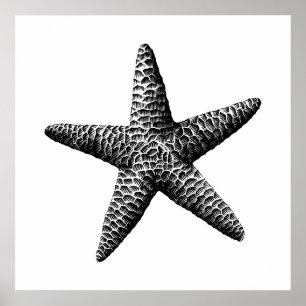 Schwarze Vintage Seastar Wissenschaftliche Illustr Poster
