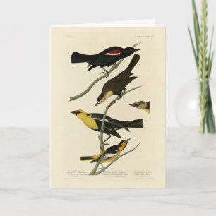 Schwarze Vögel und Oriole, Audubons Vögel von Amer Karte