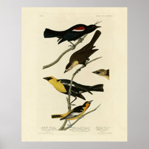Schwarze Vögel und Oriole, Audubons Vögel von Amer Poster