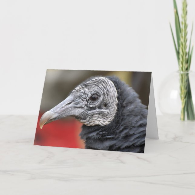 Schwarze Vulturfotografie Karte (Vorderseite)