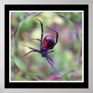 Schwarze Witwe Poster