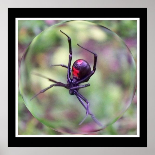 Schwarze Witwe Poster (Vorne)