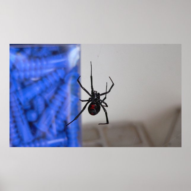 Schwarze Witwe-Spinne Poster (Vorne)