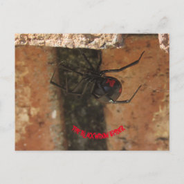 Schwarze Witwe-Spinne Postkarte