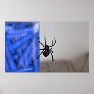Schwarze Witwen Schwarze Witwen