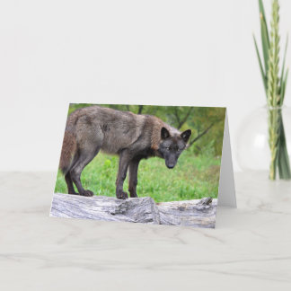 Schwarze Wolf-Gruß-Karte Karte