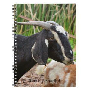 Schwarze Ziege Kauai (meine Fotografie) Notizblock