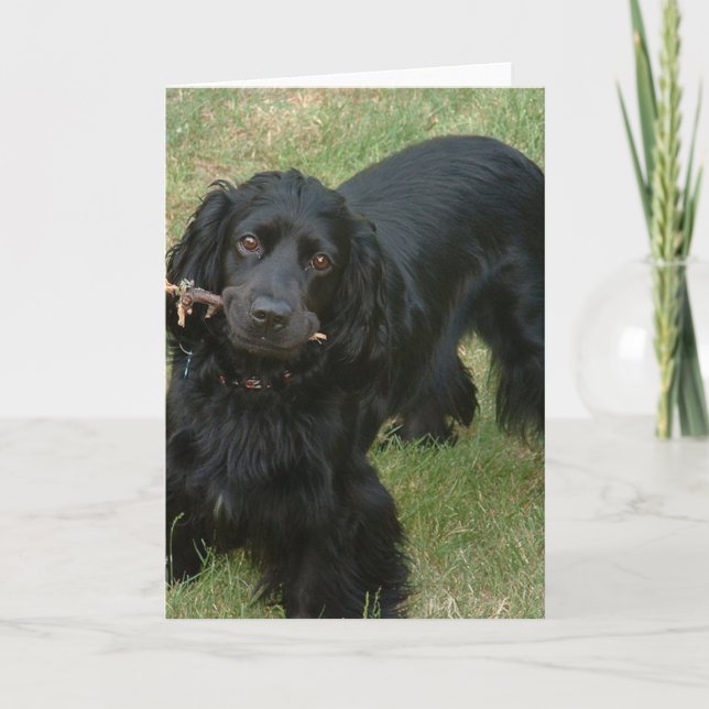 schwarzenglische Cocker spaniel full 2 Karte (Vorderseite)