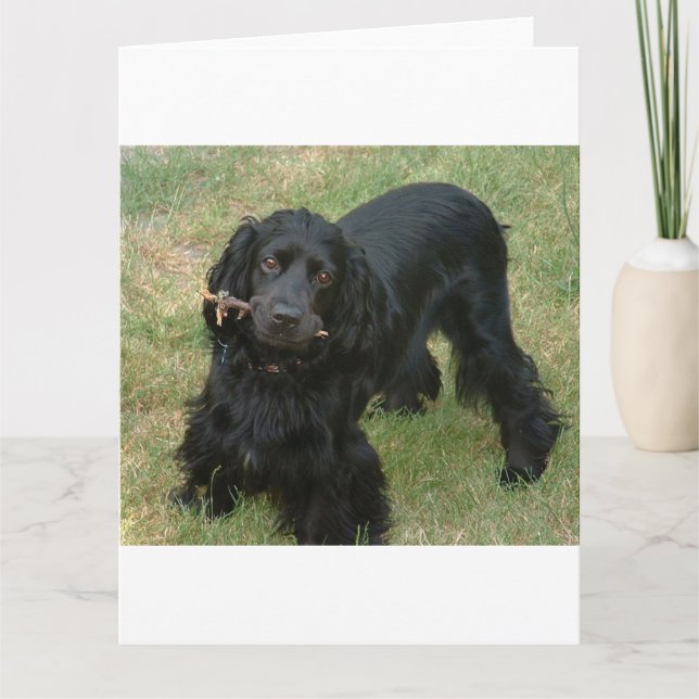 schwarzenglische Cocker spaniel full 2 Karte (Vorderseite)