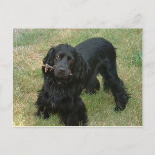 schwarzenglische Cocker spaniel full 2 Postkarte