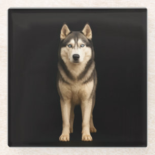 Schwarzer 4 Luxe Glasuntersetzer, Icy Elite Husky Glasuntersetzer