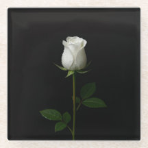 Schwarzer 4 Luxe Glasuntersetzer, Pure White Rose