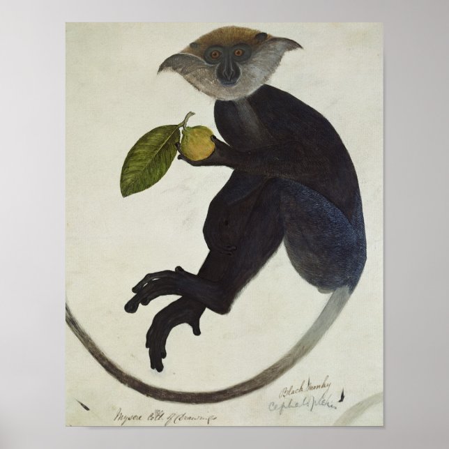 Schwarzer Affe Poster (Vorne)