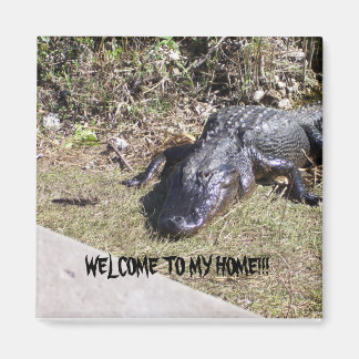 Schwarzer Alligator heißt Sie in seinem Zuhause wi Magnet