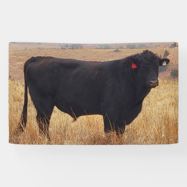 Schwarzer Angus Steer Grazing mit Herde Banner (Horizontal)