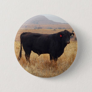 Schwarzer Angus Steer Grazing mit Herde Button