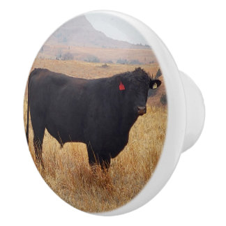Schwarzer Angus Steer Grazing mit Herde Keramikknauf