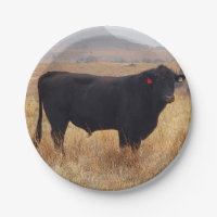 Schwarzer Angus Steer Grazing mit Herde