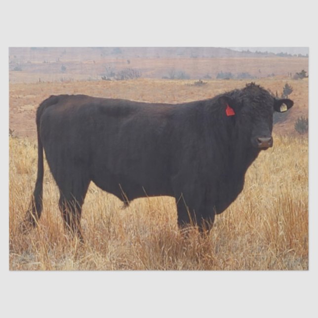 Schwarzer Angus Steer Grazing mit Herde Seidenpapier (Vorderseite)