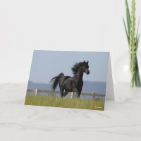 Schwarzer arabischer Stallion, der Mangelflut flie
