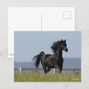 Schwarzer arabischer Stallion, der Mangelflut flie Postkarte