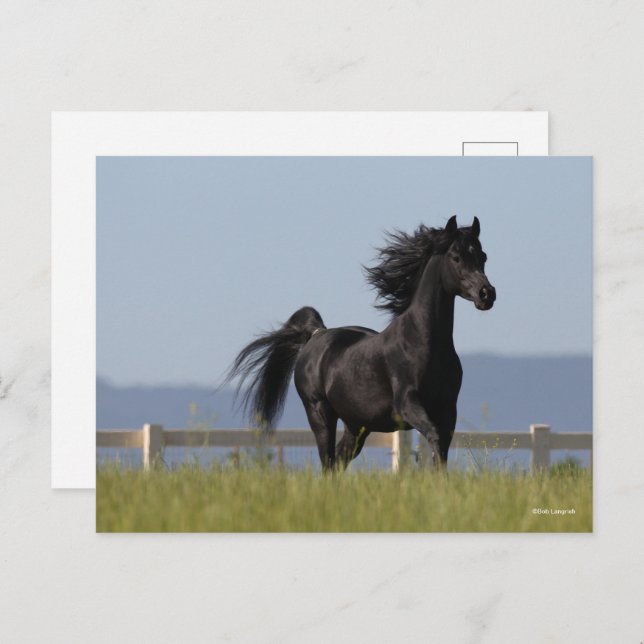 Schwarzer arabischer Stallion, der Mangelflut flie Postkarte (Vorne/Hinten)
