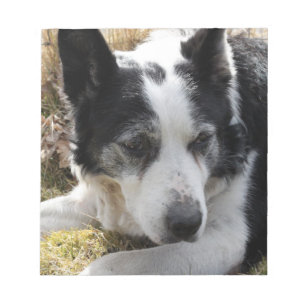 Schwarzer australischer Vieh-Hundenotizblock Notizblock