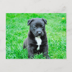 Schwarzer Baby-Hund Postkarte